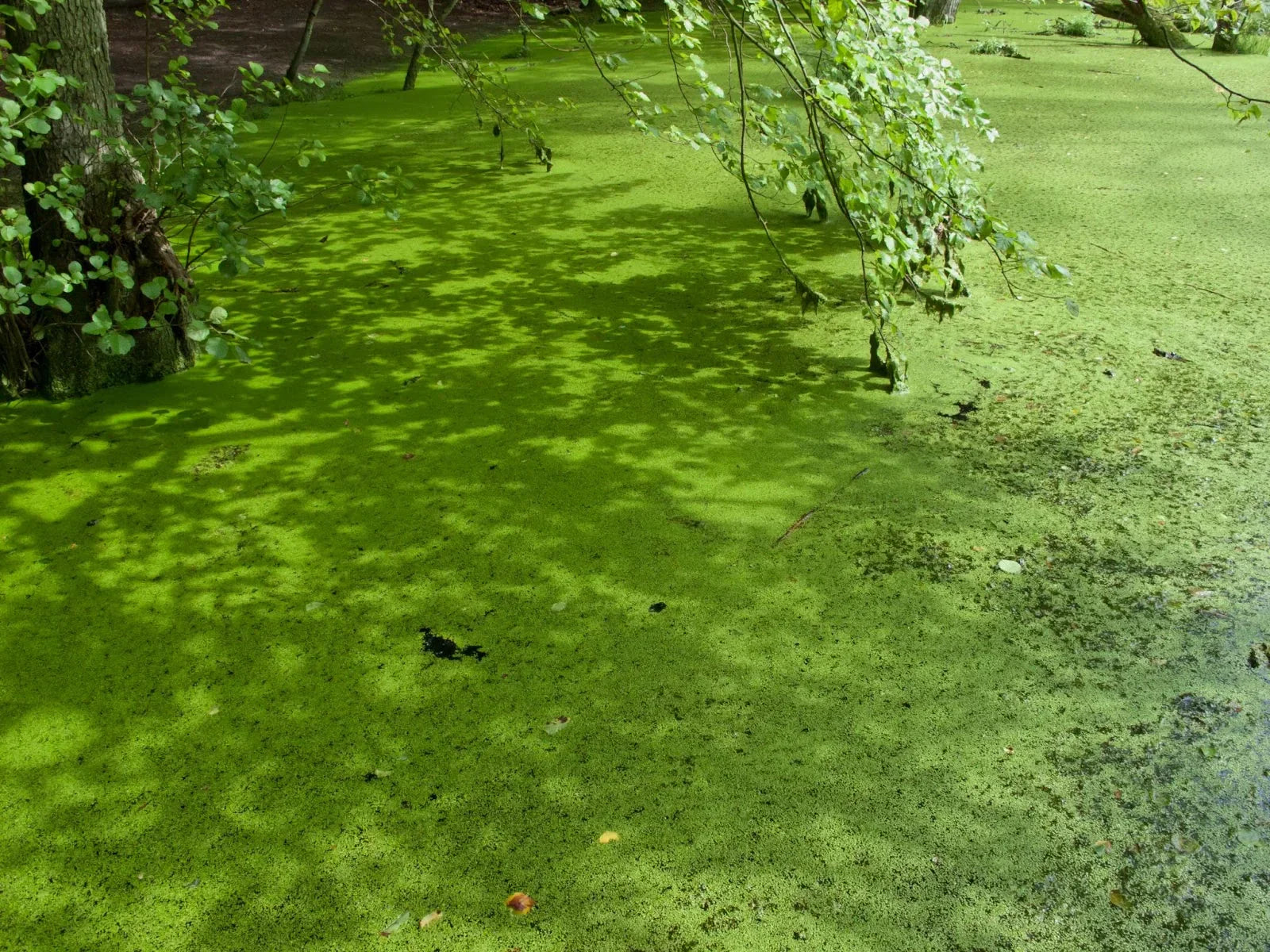 What Is Pond Scum? How to Get Rid of It from Your Pond | Scott Aerator