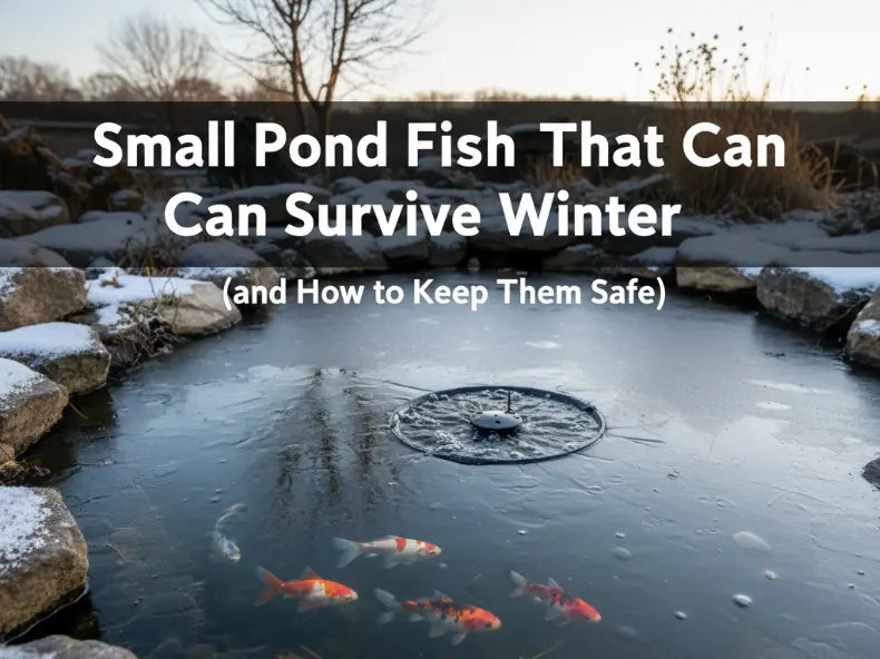 How to Keep Pond Fish Alive in Winter: Complete Guide for Healthy, Happy Fish