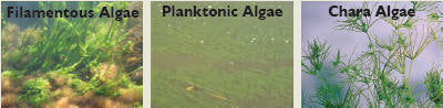 Algae 1
