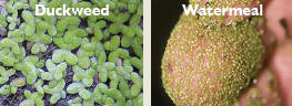 Duckweed watermeal 1