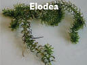 Elodea 1