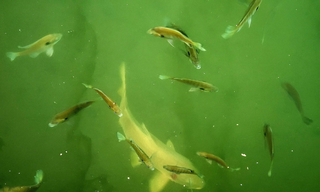 Algae-Eating Fishes for your Pond