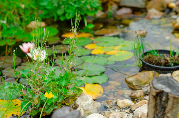 Best Oxygenating Pond Plants