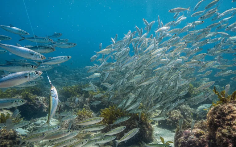 Common Types of Baitfish