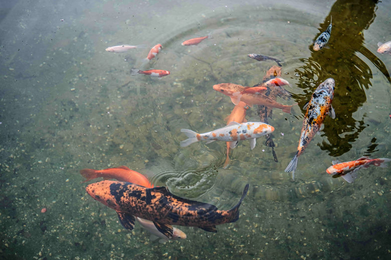 How Long Can a Fish Live Without Food