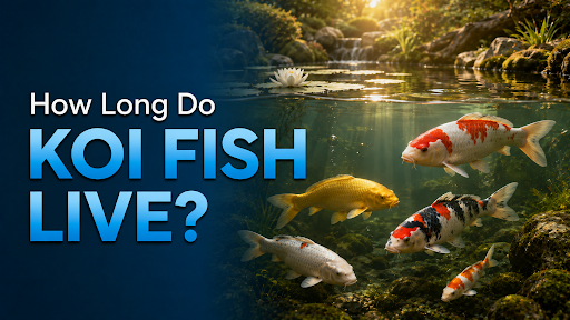 How Long Do Koi Fish Live