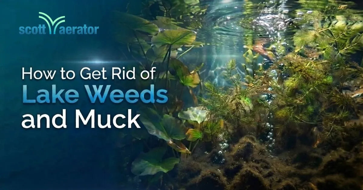 How to Get Rid of Lake Weeds and Muck 