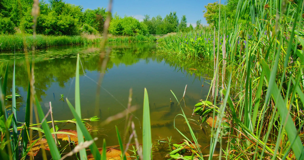 How to make a pond hold water naturally