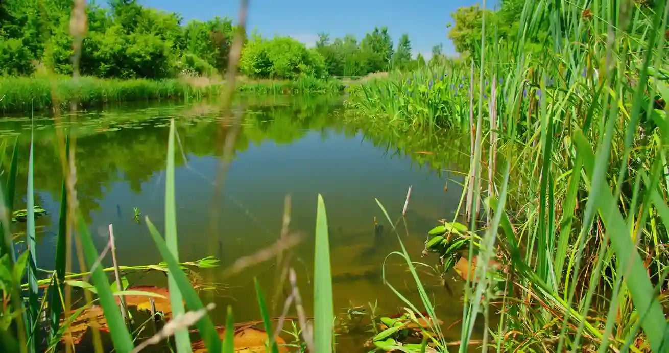 How to make a pond hold water naturally