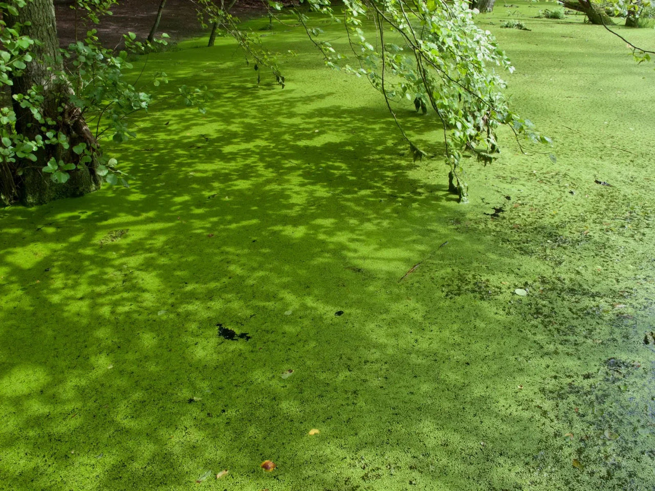 What Is Pond Scum? How to Get Rid of It from Your Pond