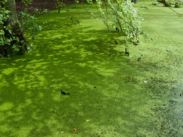What Is Pond Scum? How to Get Rid of It from Your Pond