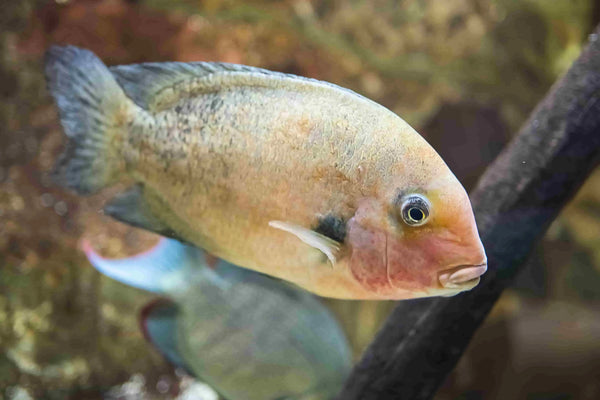 What Is Dropsy in Fish