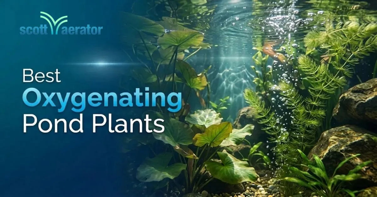 Best Oxygenating Pond Plants