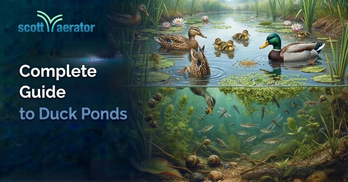 Complete Guide to Duck Ponds: Build, Maintain, and Enjoy