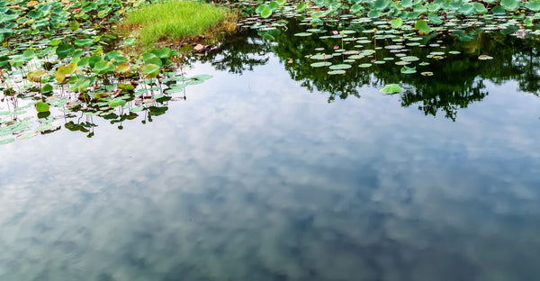 How to Stock a Pond