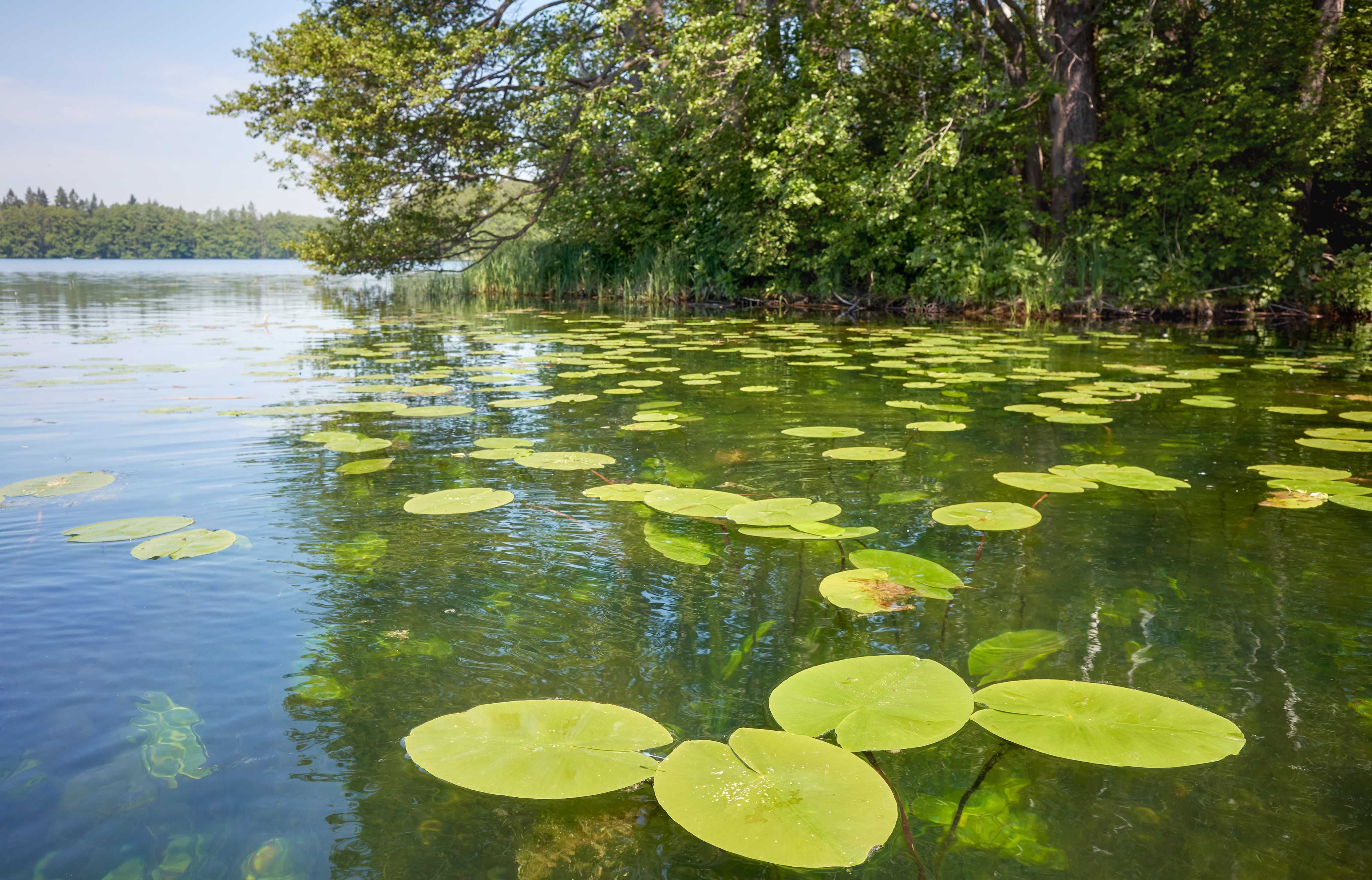 Lily Pads for Ponds: Pros and Cons