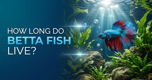 Blue and red betta fish swimming in a planted freshwater aquarium, illustrating betta fish lifespan and proper aquarium care.