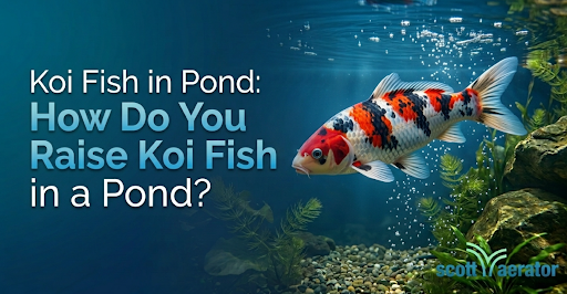 Colorful koi fish swimming in a clear backyard pond with aquatic plants, bubbles, and aeration, illustrating healthy koi pond care and maintenance.