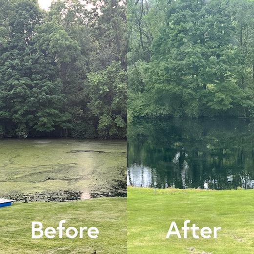 Side-by-side comparison of a lake with 'Before' and 'After' text, showing water clarity improvement.