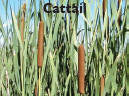 Cattail 1