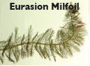 Eurasion milfoil 1