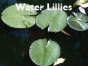 Water lillies 1